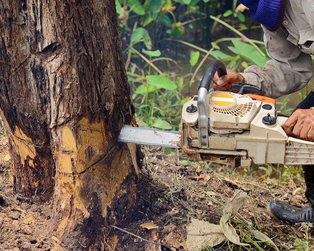 tree service near me