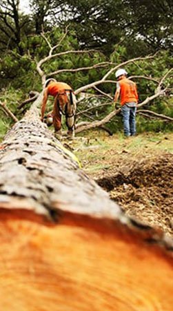 Certified Houston Tree Service Experts